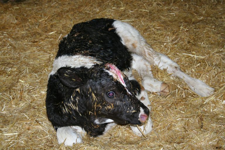 First Embryo Transplanted Calf born in J&K