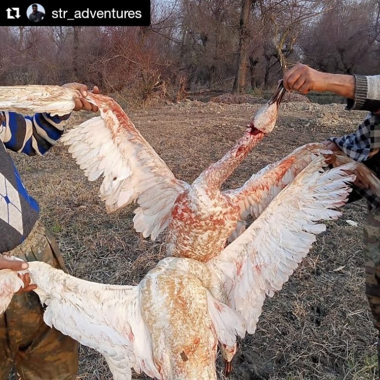 Whooper Swan brutally slaughtered during its maiden journey to Kashmir after seven decades