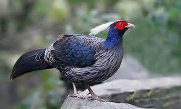 “Wan Kokur” (Kalij Pheasant)- Now The Bird of Jammu and Kashmir